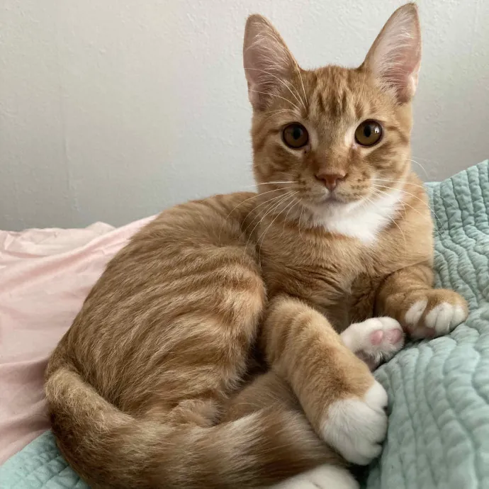 Cat-Whisperer Christine's Chicago Cat Care