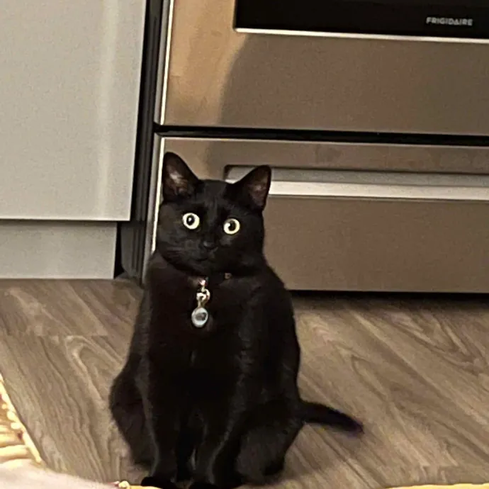 Abbie's Cat Sitting photo 2