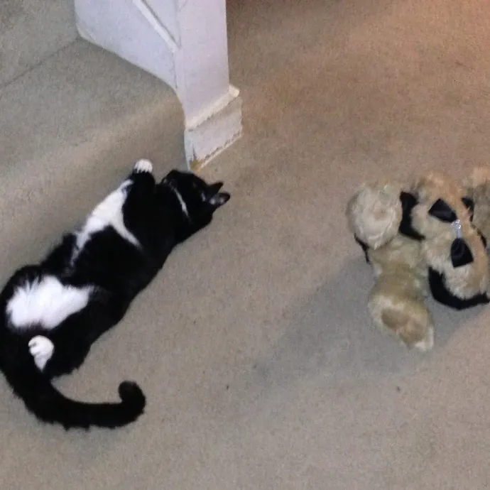 Jean Cat Sitter-Domain-Nw Hills-Arboretum-Cat Mtn-Far West