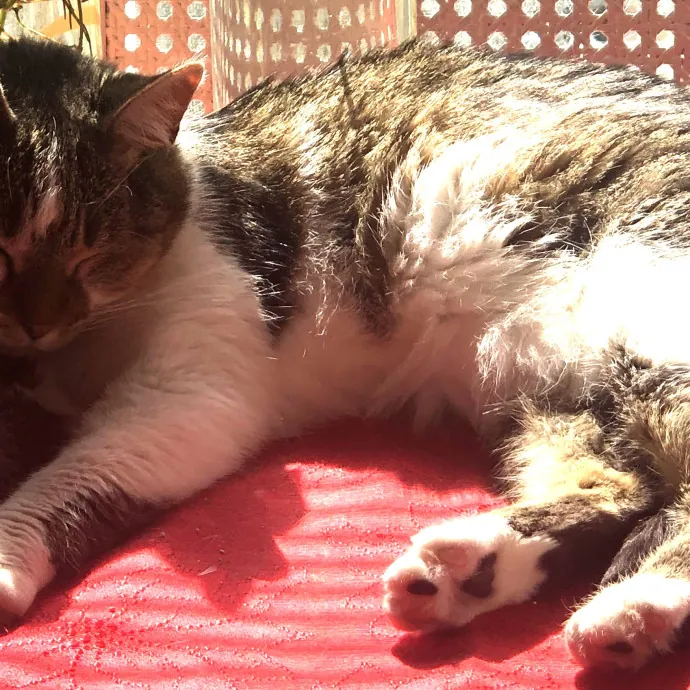 Keirstin's Kitty Care