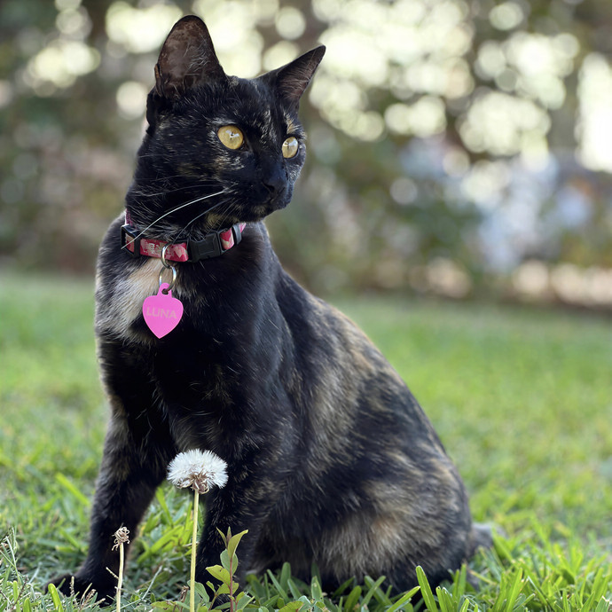 Michelle's Cat Sitting