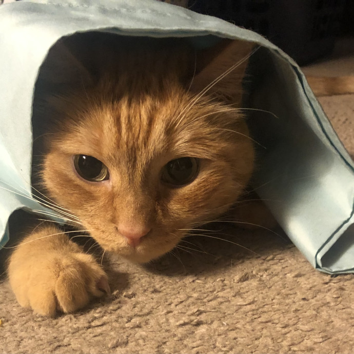 Whiskers' Whimsical Cat Sitting photo 3