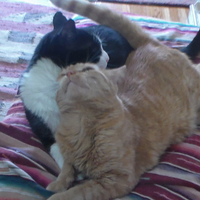 Jane's Kitty Care