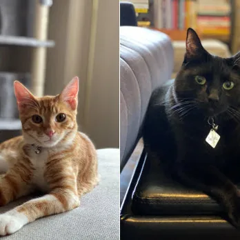 Kelly's Furr-Nomenal Cat Sitting photo 2