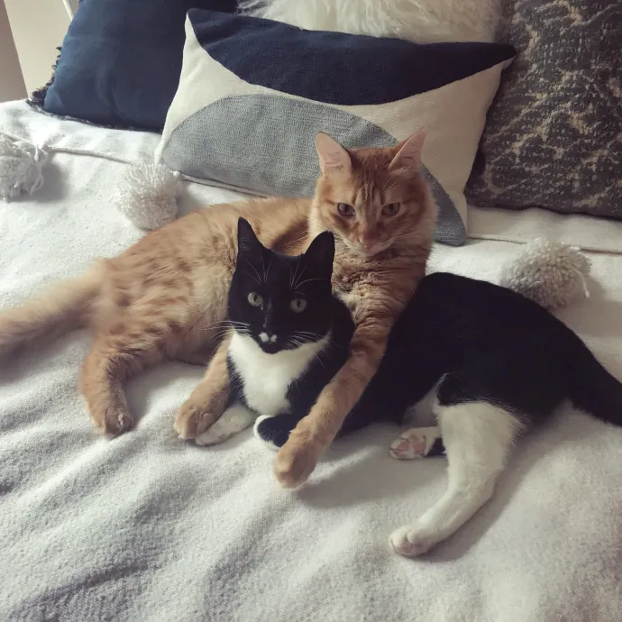 Lara's Purrfect Care