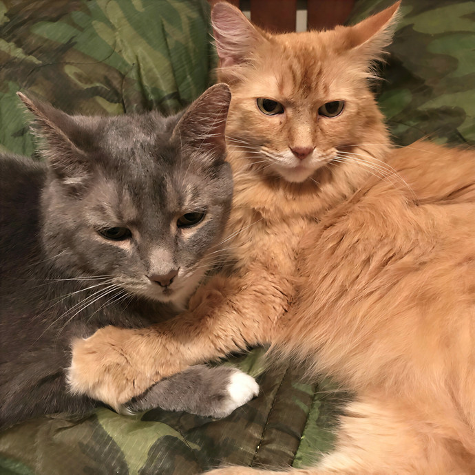 Rebecca's Purrfect Cat Care photo 3