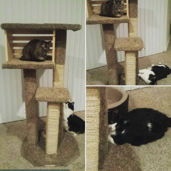 The Pampered Cat - Bangor photo 3