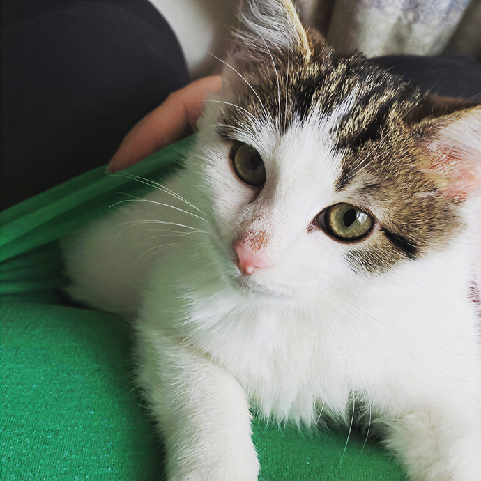 Corinne's Pawsome Kitty Kare