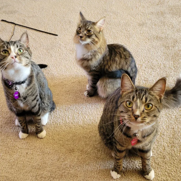 Melissa's Fur Baby Sitting