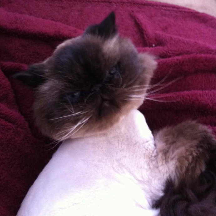 Meowoliscious Time In Farmington