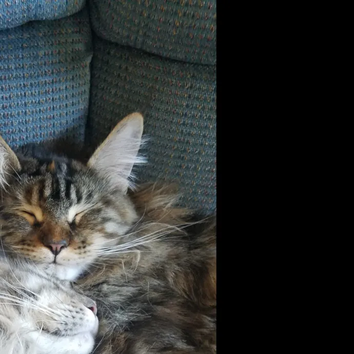 Playful Paws Cat Sitting photo 2