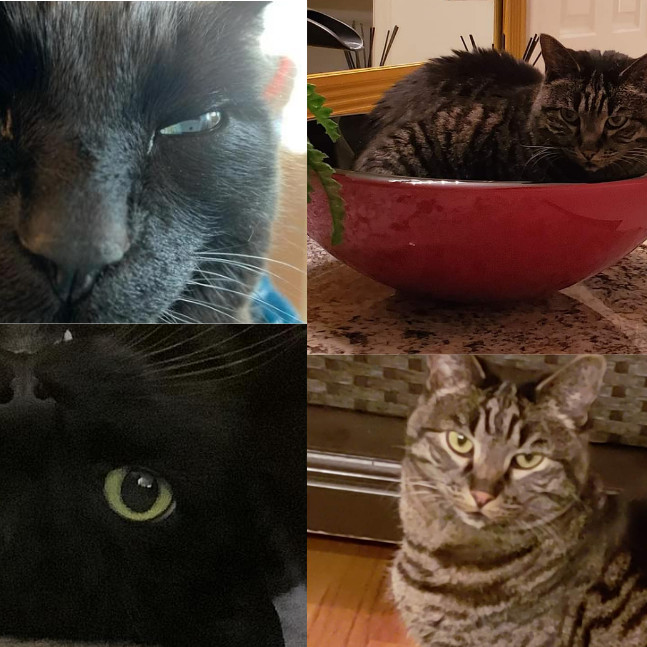 Tenille's Pawesome Seattle Cat Sitting photo 2