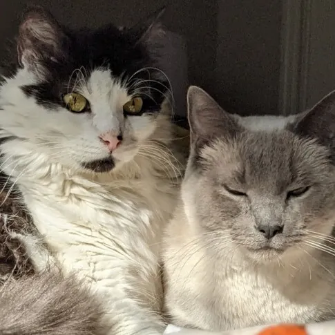 Audrey's 'Cat'tanooga Kitty Care photo 2