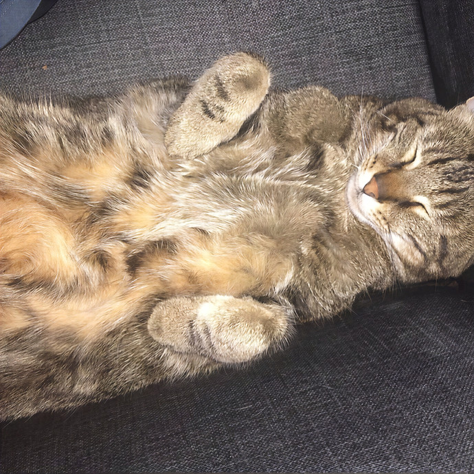 Fellow Fur-Father 4 Feline Friendship