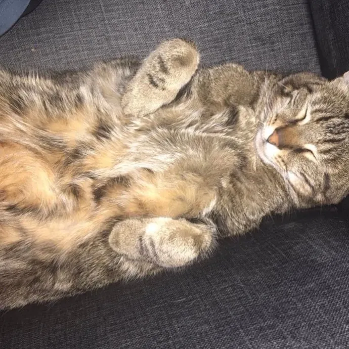 Fellow Fur-Father 4 Feline Friendship