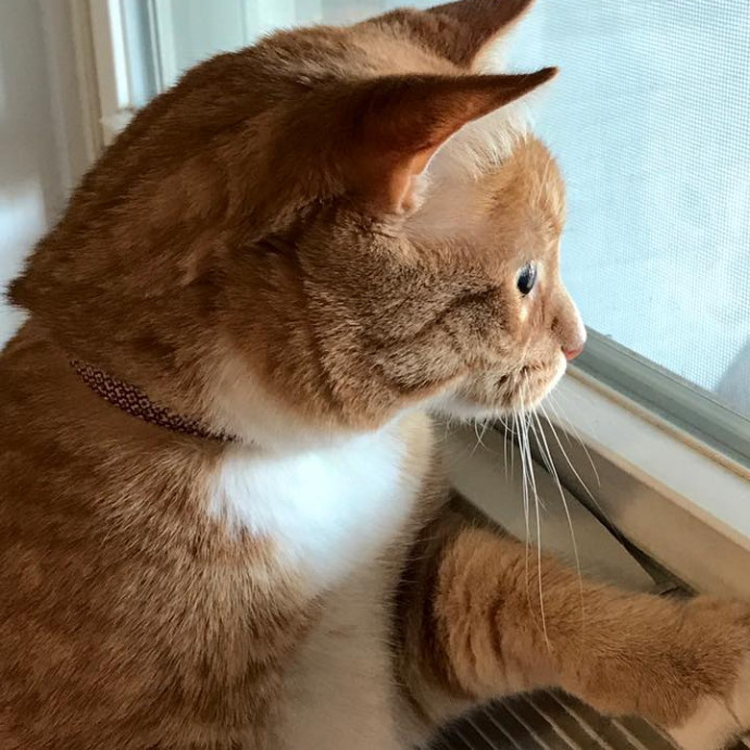 Katharine's Su-Purr-Ior Cat Care