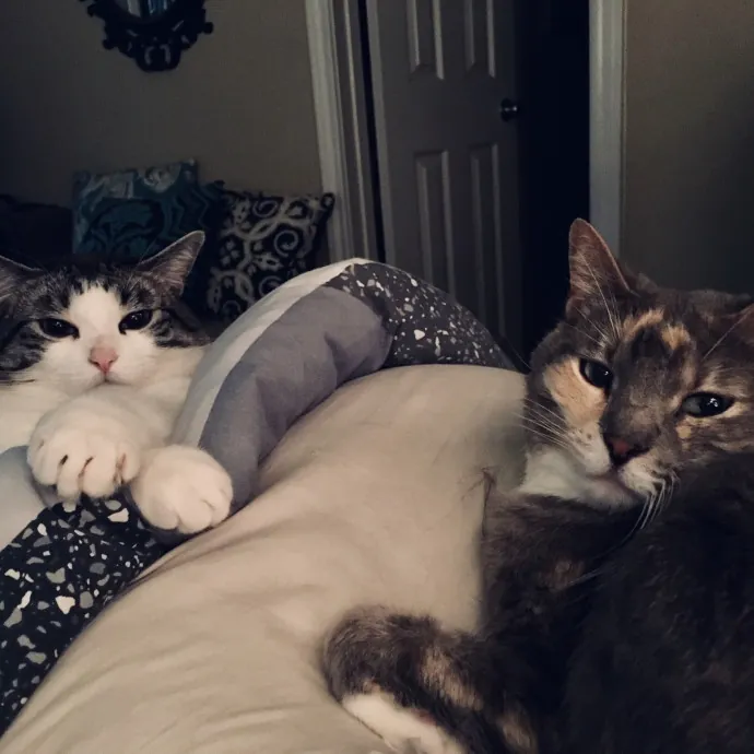 Adventures In Catsitting