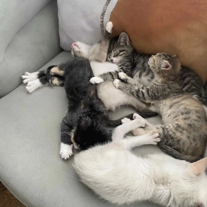 Dedicated And Loving Cat Sitter photo 2