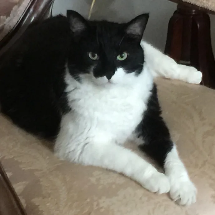 Worthington's Best Kitter Sitter