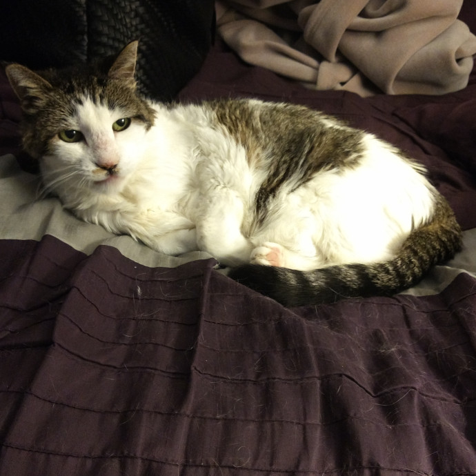 Christie - The Kitty Concierge photo 2