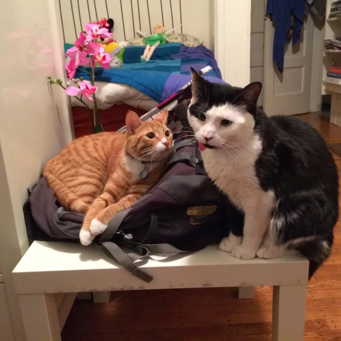 Jennifer Kitty Lover In Sf