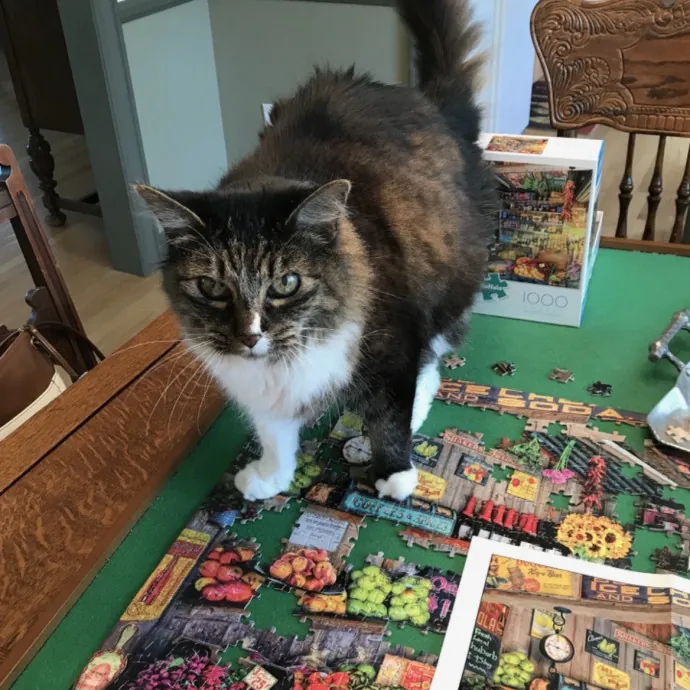 Mal Pal The Catsitter