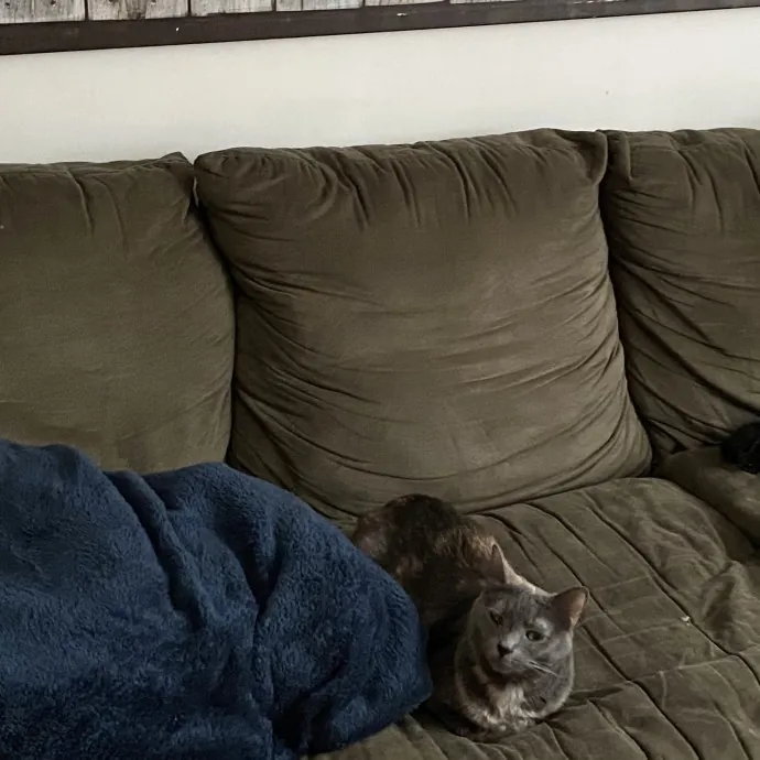 The Cat Whisperer In Boston Ma photo 2