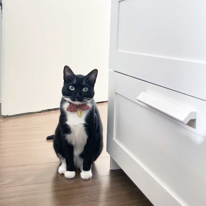 Brooklyn Cat Sitter photo 2