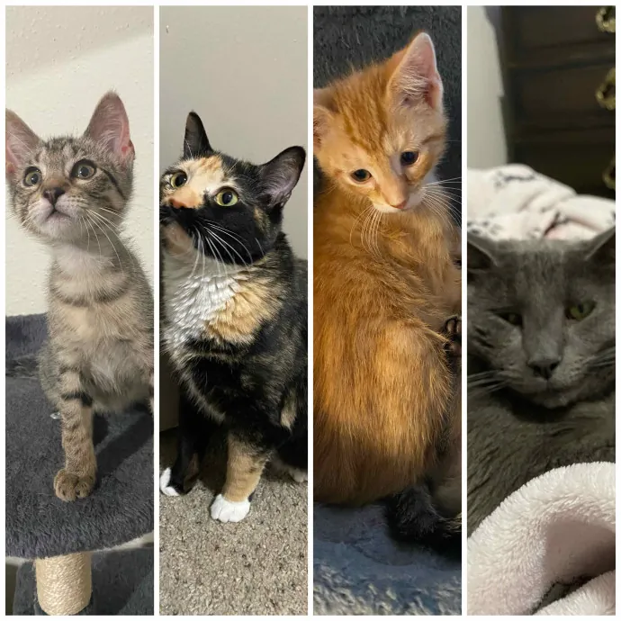 Trinity's Kitty Corner