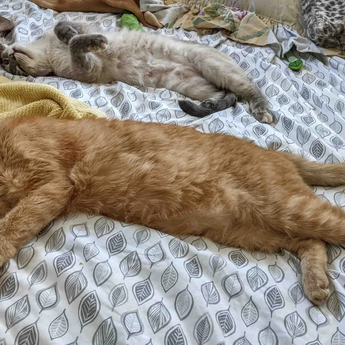 Cat Companion Caregiver Playful Sitter