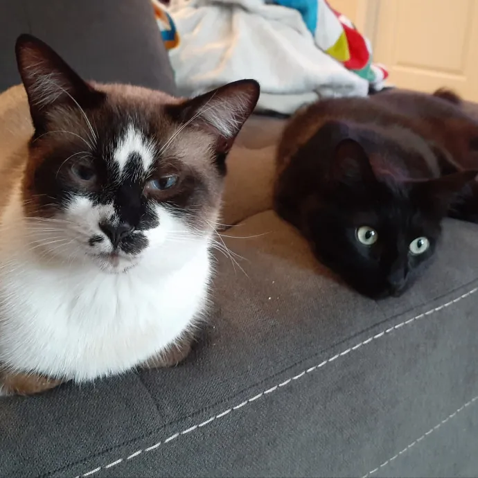 Toby's Cat Sitting From The Heart