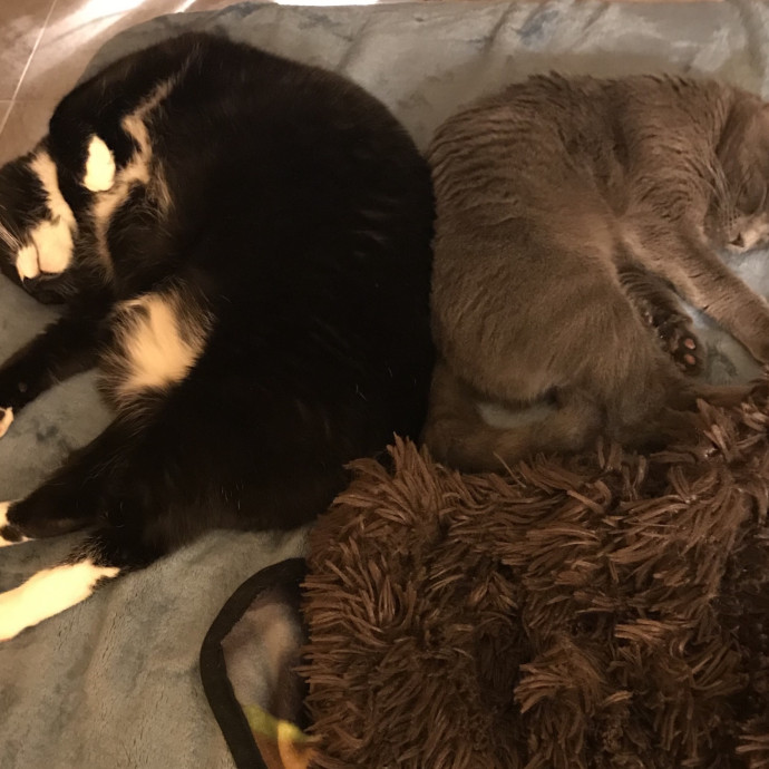 Jazzy Paws Pet Care