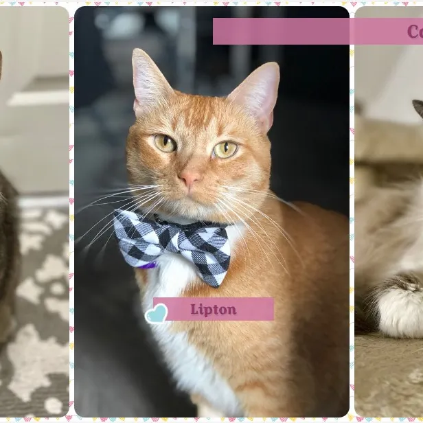 Catfest At Tiffany's photo 3