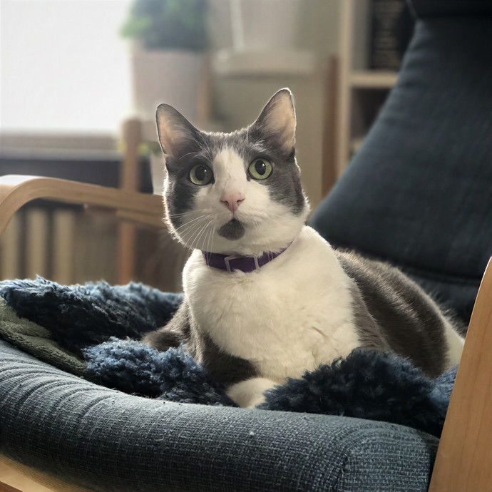 Matt's Cats