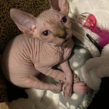 Rossella Cat Sitting In Manhattan photo 2