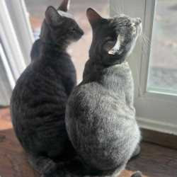 cats-img-1