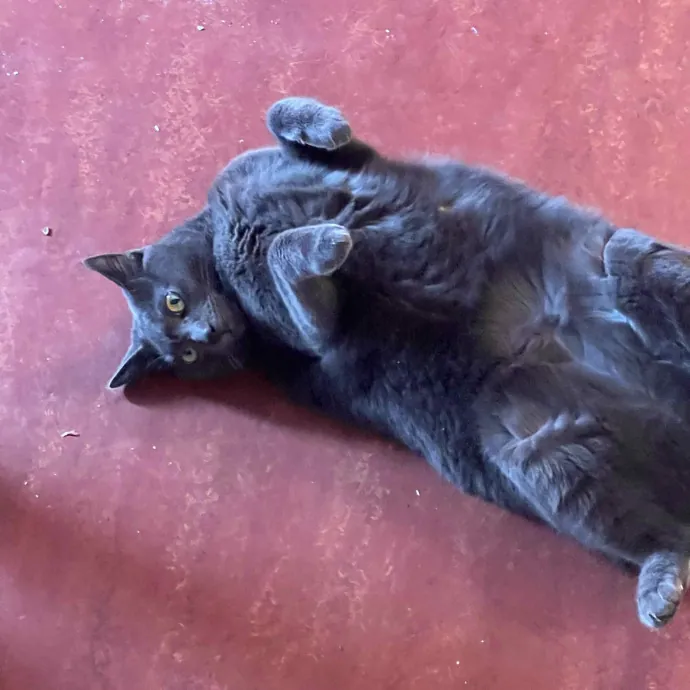 Anahi's Delightful Cat Sitting Services