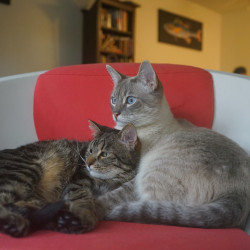 cats-img-4