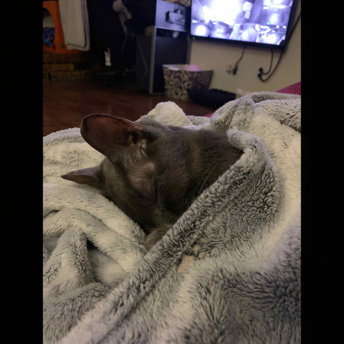 Caiti's Cat Care - Tulsa Cat Sitter