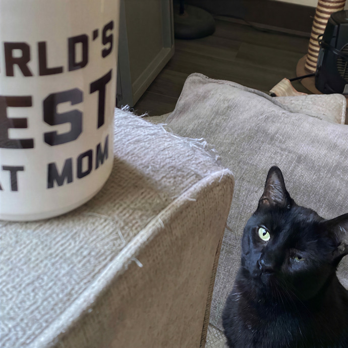 Pawsitively Taylee-Cat Sitting In Salem photo 2