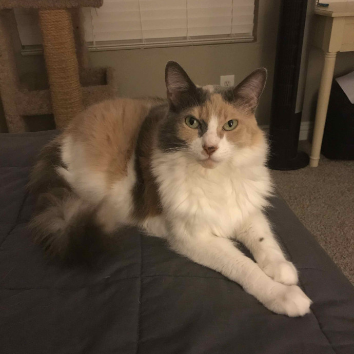 Amanda's Pro Catsitting