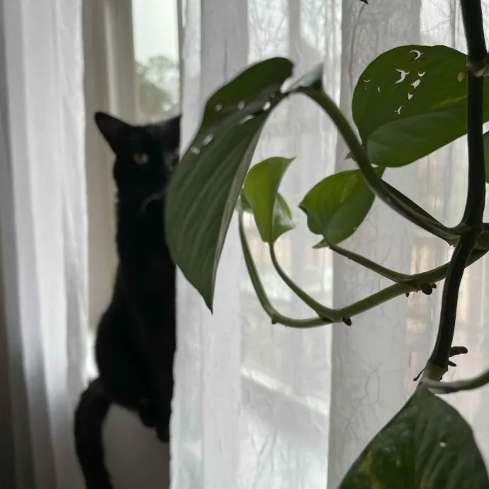 Lizzie Meowtel-Approved Purrfessional In Raleigh
