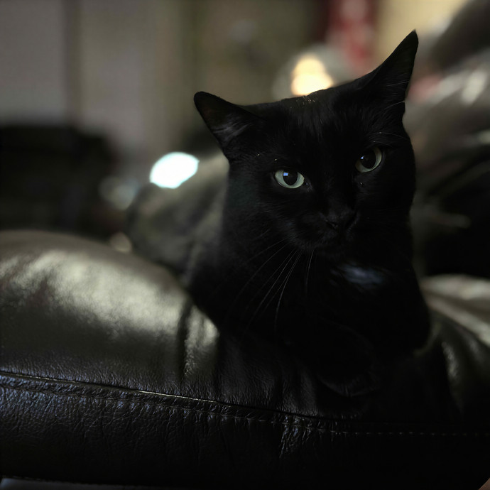 Deeksha's Purrfect Cat Sitting Service
