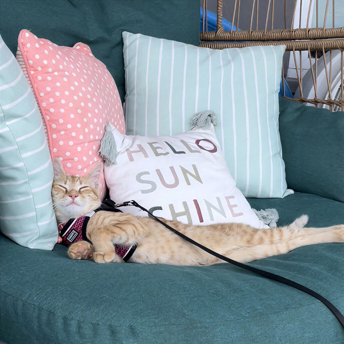 Kat Your Cat's New Bestie
