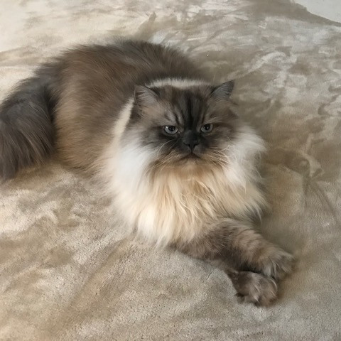 Evelyn's Troy Cat Sitting  Catopia