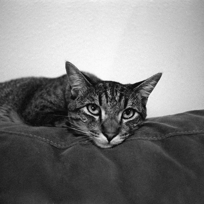 Adventures In Orange County California Kitty-Sitting