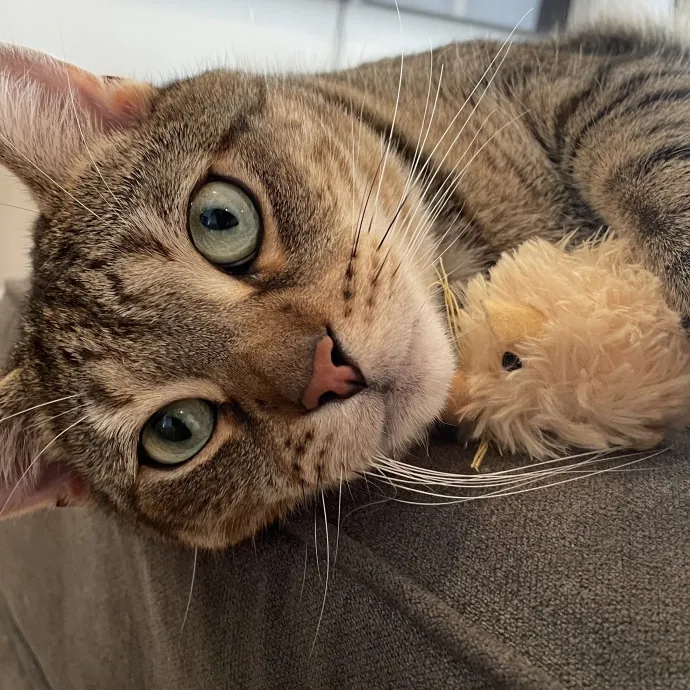 Friendly Neighborhood Cat Dad photo 2