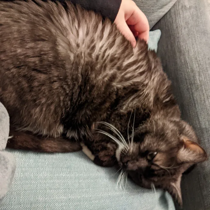 Brianne's Furry Felines Sitting