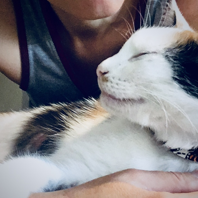 Purr City Kitty Sitting