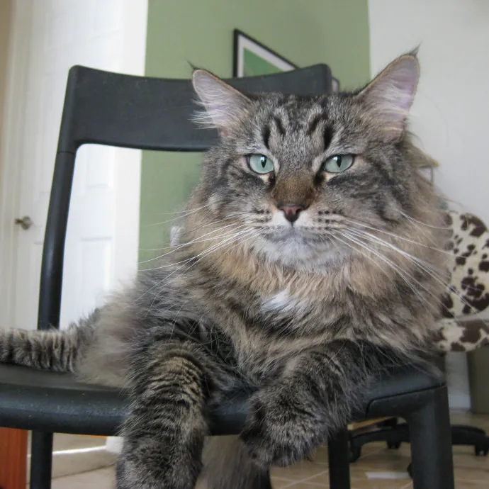 Zookeeper Cat Behaviorist Sitter In La photo 2